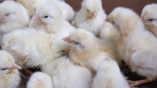 Kleine gelbe Küken in einer Hühnerfarm