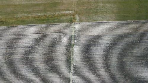 Aerial Lavender Fields Endless Rows of Blooming Lavender Fields on Summer Sunset Time Lavender Oil
