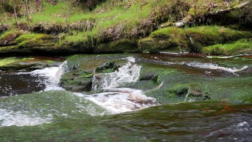 Langsam fließender Waldbach-Wasserfall, ruhige Naturszene mit ruhigem Pool darunter, üppiges Grün