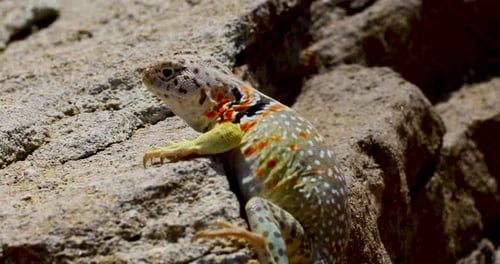 Vidéo statique en gros plan d'une femelle lézard à col oriental Crotaphytus collaris agitée