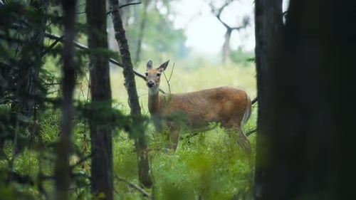 Deer grazing in the forest clearing