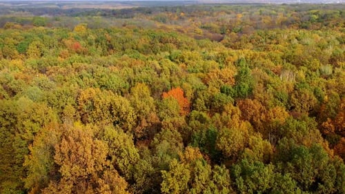 Autumn landscape. Wonderful scenery of colorful treetops of forest