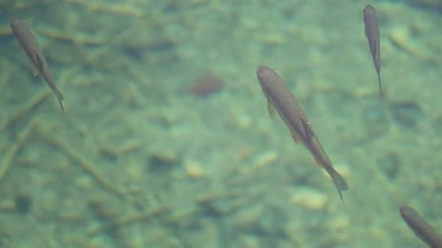 Slow motion shot of fish floating in clear transparent water taken from outside. Top down view. Stat