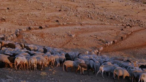 FLOCK OF SHEEP AND GOATS WALK LOOKING FOR FOOD IN A DESERT PLACE AT THE GOLDEN HOUR