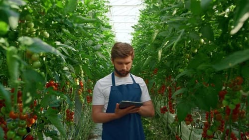 Botanical Researcher Working Tablet Tomato Plantation in Technological Greenhouse. Happy Man Agronom