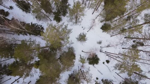 Video Filming From a Drone Top View Belarusian Pine Winter Forest with Snow