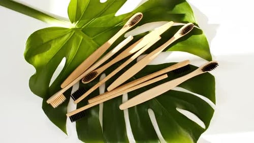 Bamboo Toothbrushes on Monstera Leaf