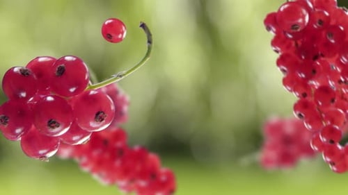 Flying Red Currant and Redcurrants Bunch in Green Garden Background