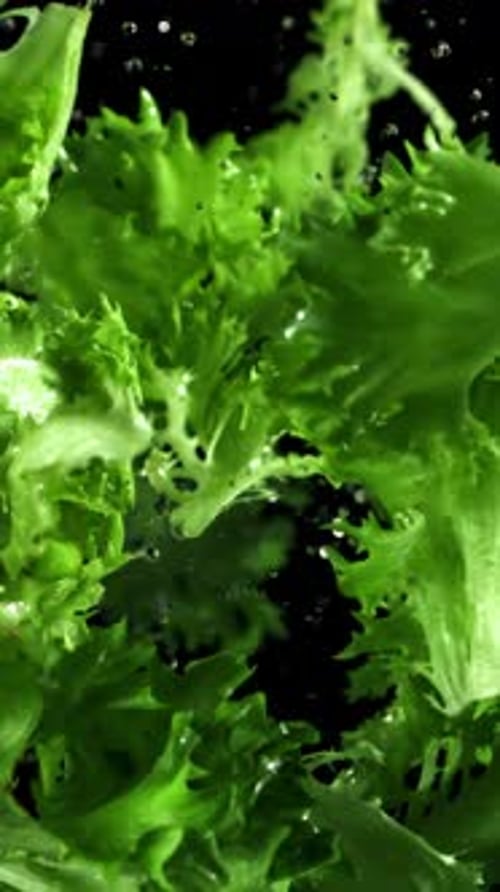 Lettuce Leaves Fly Up and Fall Down Filmed on a Highspeed Camera at 1000 Fps