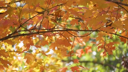 Colorful Woods with Yellow and Orange Canopies in Autumn Forest on Sunny Day Landscape of Wild