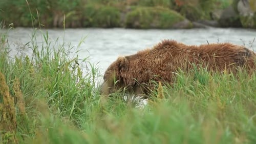 Brown bear walking in grass