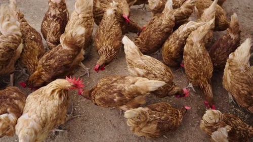 braune Hühner- oder Hühnerlegeeier picken, um Reiskörner auf dem Boden zu essen