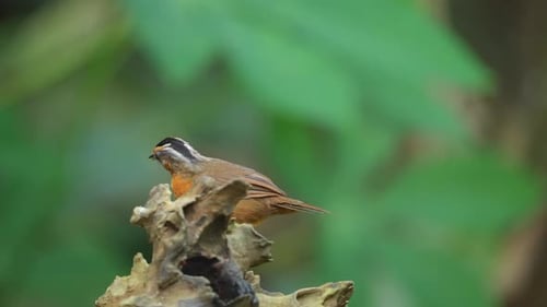 Javan black-capped babbler bird was waling on a dry branch