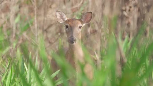 white tailed deer mammal raising head behind green palm foliage