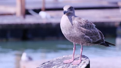 Eine Möwe thront auf einem hohen Pfosten am Wasserrand und schafft eine wunderschöne Szene