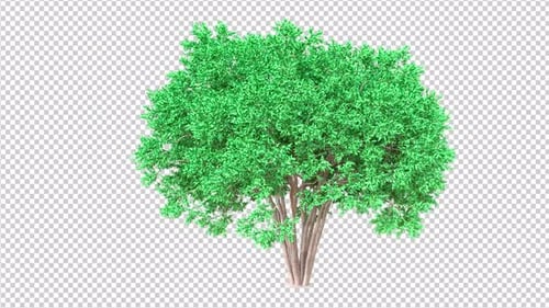 Lagerstroemia Tree Transparent Background