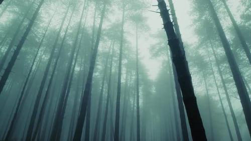 Silueta de troncos de árboles altos y delgados en un sombrío panorama de montañas brumosas
