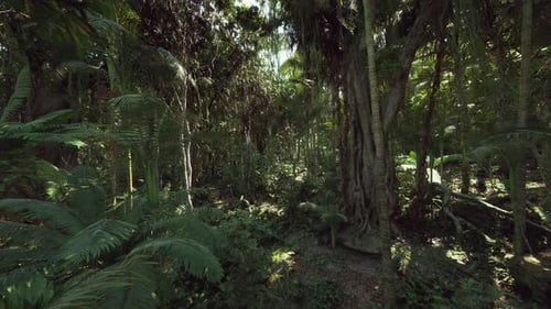 Ancient Grove Sanctuary with Towering Trunks Sustainable Ecotour Route