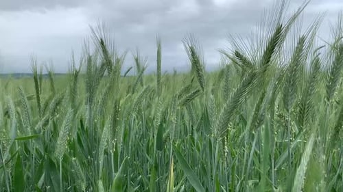 Ein Feld aus grünem Weizen, das im Wind weht.