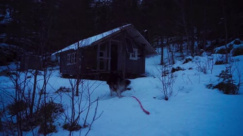 Dog Near Cabin in Snowy Winter Forest