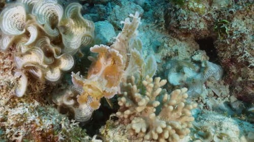 A beautiful pink Rhinopias eschmeyeri jumps onto a volcanic rock and sits, gently swaying, in betwee