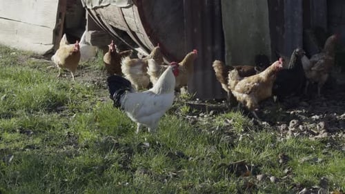 Majestic Black And White Rooster Leading Brown Hens In A Yard