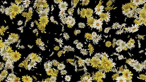 Daisy Flower Burst auf Alpha 4K