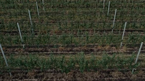 Agricultural Farmer Field with Fruit Garden of Apple Trees Planted in Smooth Row