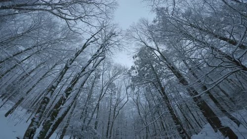 Wide angle panning downward from a snowy tree canopy to a beautiful woodland stream