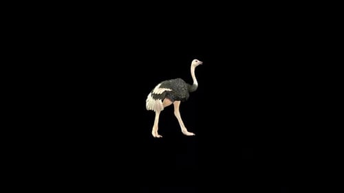 Ostrich Walk