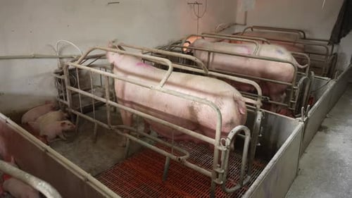À la ferme, la truie est isolée des petits porcelets