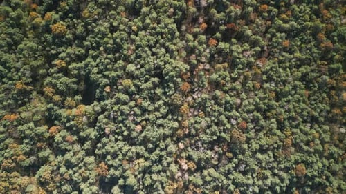 Forest Autumn Top View