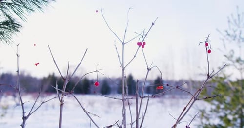A wide shot of a bush of winter berries in an open field after the snow has fallen.