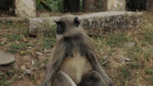 Langur Monkey looking around, Hampi India