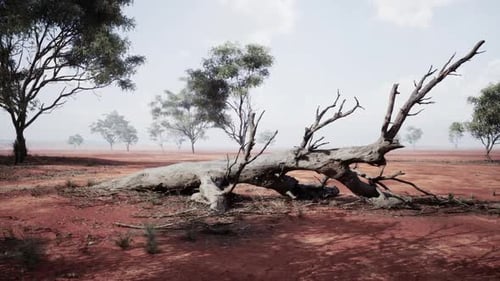 A Fallen Tree on a Dry African Savanna During the Heat of Midday Sun