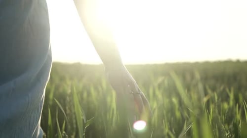 Young girl walks through green wheat field and touches the wheatear