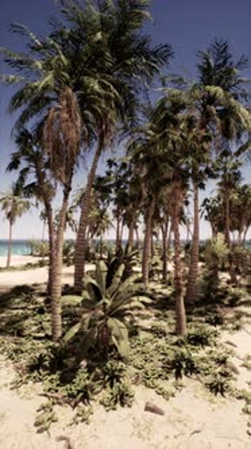 Palm Trees Clustered on Sandy Beach