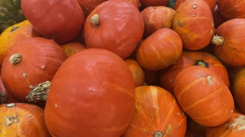 Abóboras de outono na loja