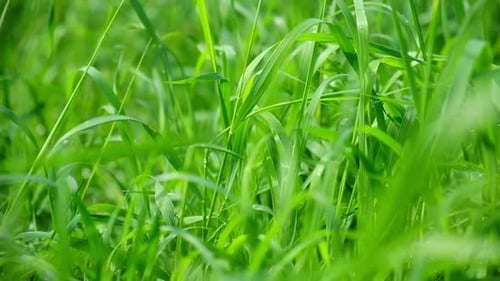 Saftiges, hellgrünes Gras mit Wassertropfen nach dem Sommerregen, Textur einer neuen frischen Klinge, die in einem wächst