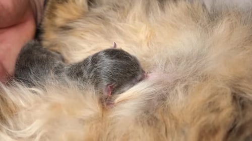 Newborn Kitten Suckling Milk Close Up Very Little Gray Kitty Laying on Mother Cat Feeding Small Cute