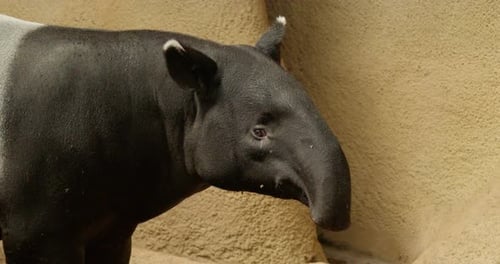 Malayan tapir