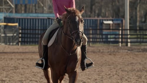 Riding School Young Girls Learn Horse Riding on a Horse Farm