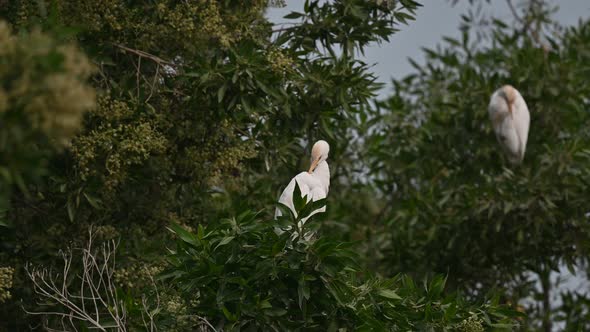 Cattle egret wandering on the trees for insects in the marsh land ...