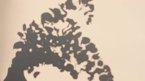 Plant Silhouette with Gentle Shadow Play