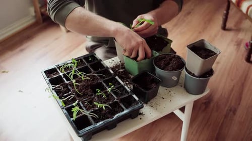 Gardener Transplanting Seedlings On Bigger Pot. - close up shot