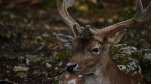 Resting Fallow Deer Close-up in Woodland Setting