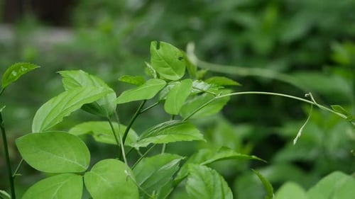 A close-up of a plant with green leaves