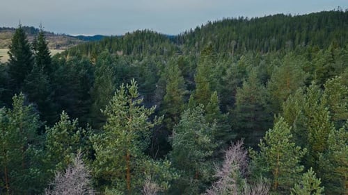 A Dense Forest of Evergreen Trees Stretches Across Rolling Hills Beneath a Pale Sky - Drone Flying