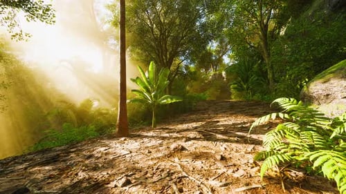 Sunlight Breaks Through Trees in a Lush Forest During the Early Morning Hours