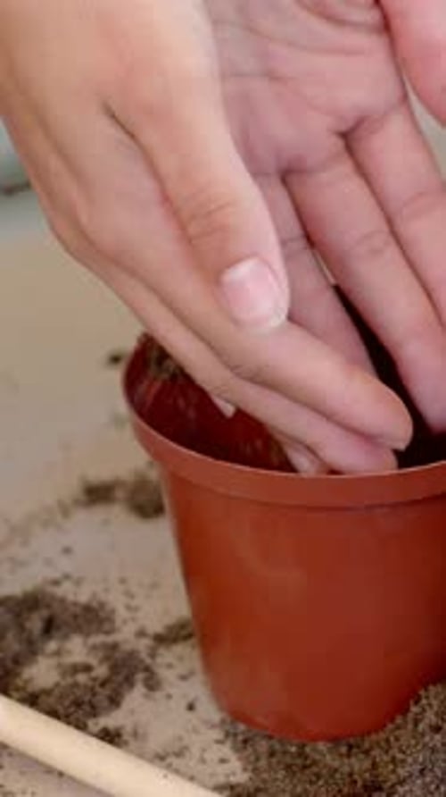 Vertical video: Scooping soil, hands filling pot on bench, spotting seedling near tray for planting